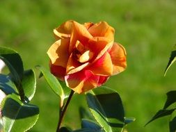 orange gardenia flower