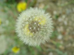 dandelion blowball