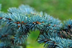 dwarf blue fir branches