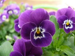 very beautiful pansy