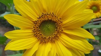 Picture of sunflower in a garden