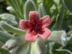 cynoglossum cheirfolium flower