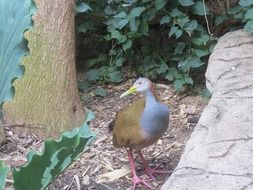 giant wood rail in a wildlife park