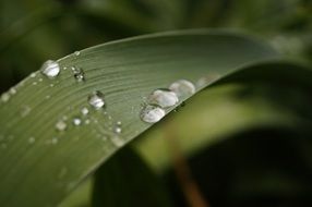 Macro photo of the raindrops on the green leaf