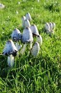 fresh mushroom fungus