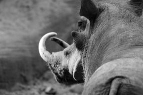 black and white photo of a rhino in the desert