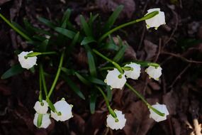 snowflake flower in the forest