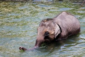 elephants baby animals