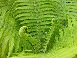 bright green leaves of the fern