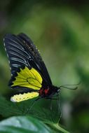 filigreed black yellow butterfly in wildlife