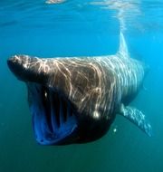 underwater ocean fish