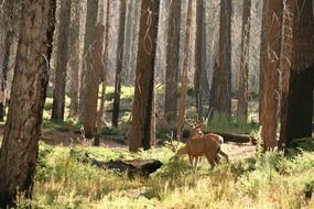 wild deer in the forest on a summer day, yosemite