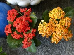 A lot of the beautiful orange and red flowers