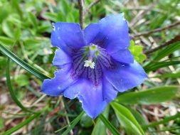 Blue gentian in Austria