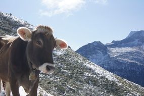 alpine mountains cow cute portrait