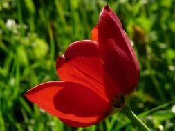 Side view of a tulip on the background of blurred green grass