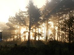 bright sunlight through the trees