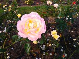 pink rose in the garden among flowers