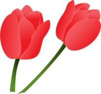 two red tulips, drawing