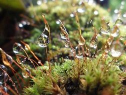 Fresh water drops on the plant