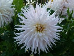 white dahlia flowers in garden