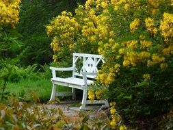 white bench among the bushes in the autumn park