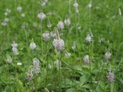 meadow of hoary plantains