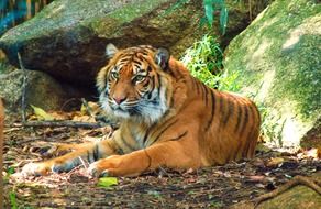 tiger rests on ground at rock