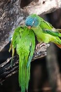 two green african parrots