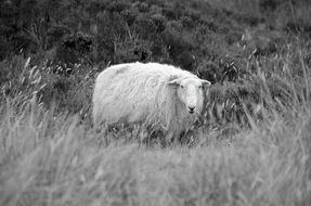 Black and white photo of a sheep in the grass