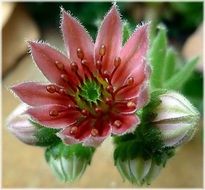 Macro photo of the blossoming sempervivum flower