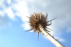 dry seedhead of plant on stem at sky