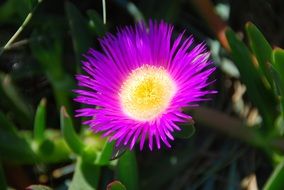 summer purple flower close up