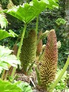 mammoth sheet inflorescence