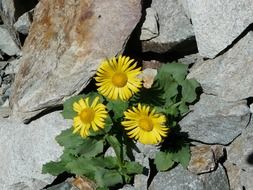 yellow flowers mountain close-up