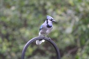 Colorful bird in the wildife