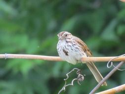 Song Sparrow perched, Melospiza melodia