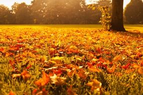 landscape of autumn foliage at golden sunlight