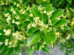 arbustos de hojas perennes close up