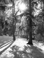 black and white photo of frost shine in a coniferous forest