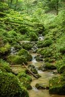 Moss on a stones in a jungle