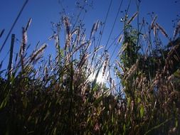 grass spikes on meadow at back light