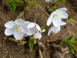 white cheery blossom on ground