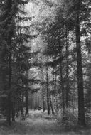 monochrome picture of a forest