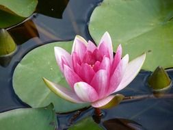 pink water lily flower and buds