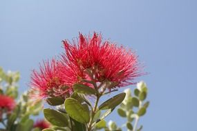 red flowers blossom in the garden