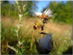 beetle on Thistle flower