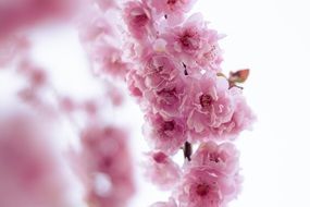 fluffy pink buds on a branch on a white background