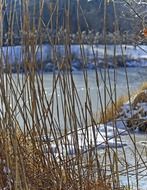 dry tall grass near a frozen lake