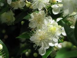 white flowers on a bush closeup